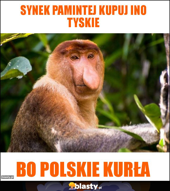 synek pamintej kupuj ino tyskie