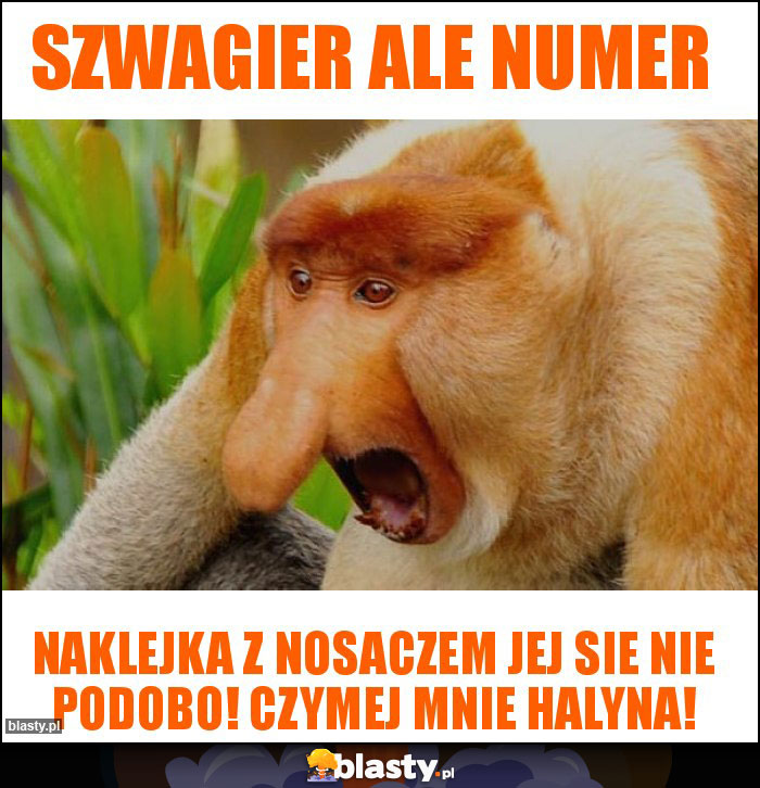 szwagier ale numer