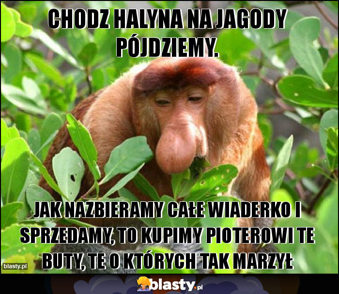 chodz Halyna na jagody pójdziemy.