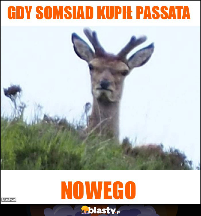 Gdy somsiad kupił passata