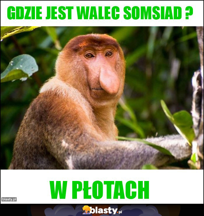 gdzie jest walec somsiad ?