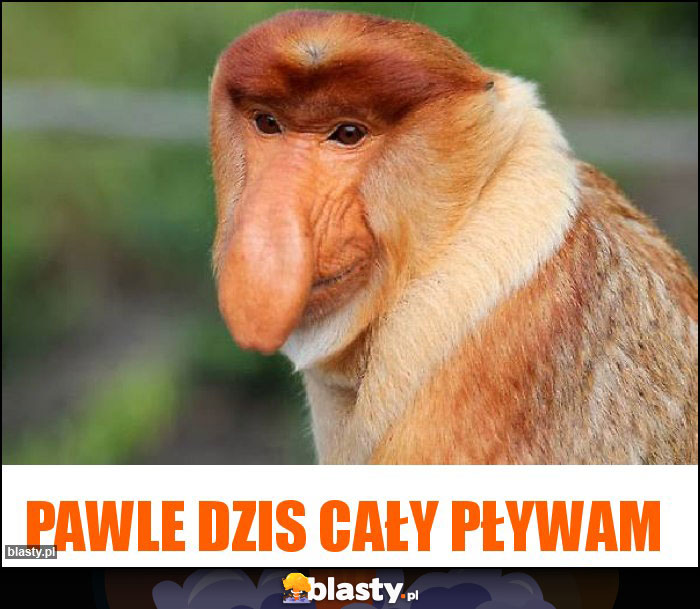 Pawle dzis cały pływam