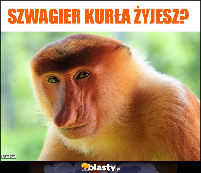 Szwagier kurła żyjesz?