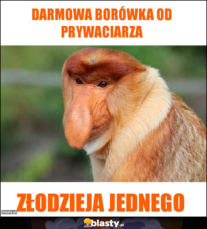 Darmowa borówka od prywaciarza