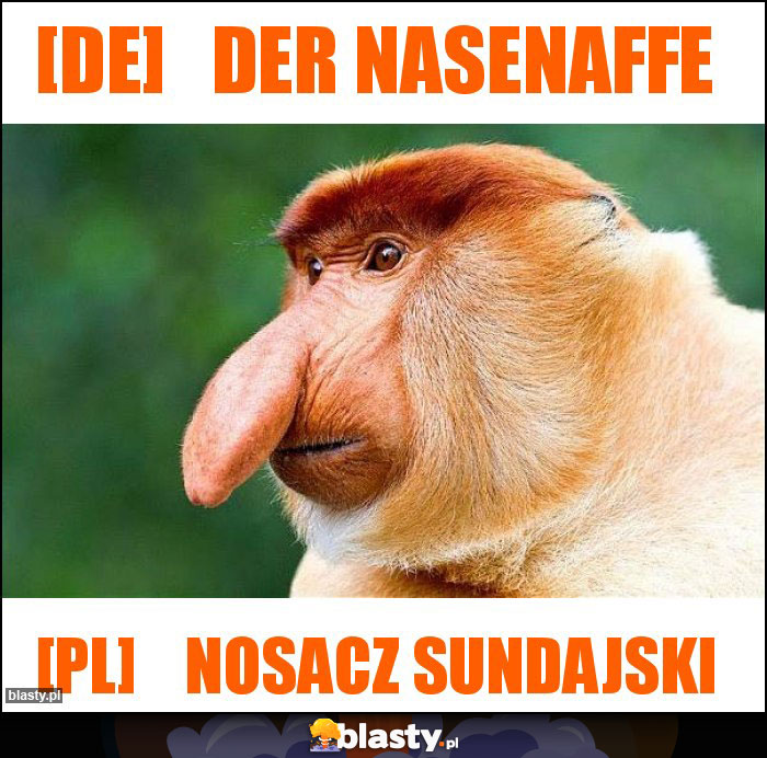 [de]   Der Nasenaffe