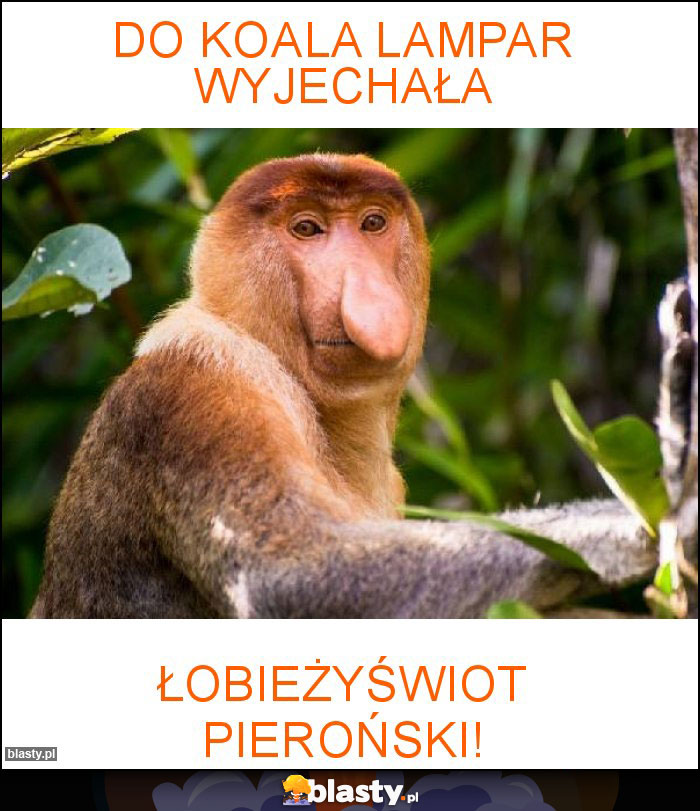 Do Koala Lampar wyjechała