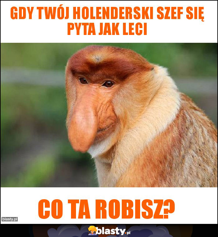 Gdy twój holenderski szef się pyta jak leci