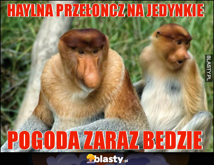 Haylna przełoncz na jedynkie