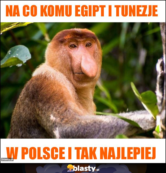 NA CO KOMU EGIPT I TUNEZJE