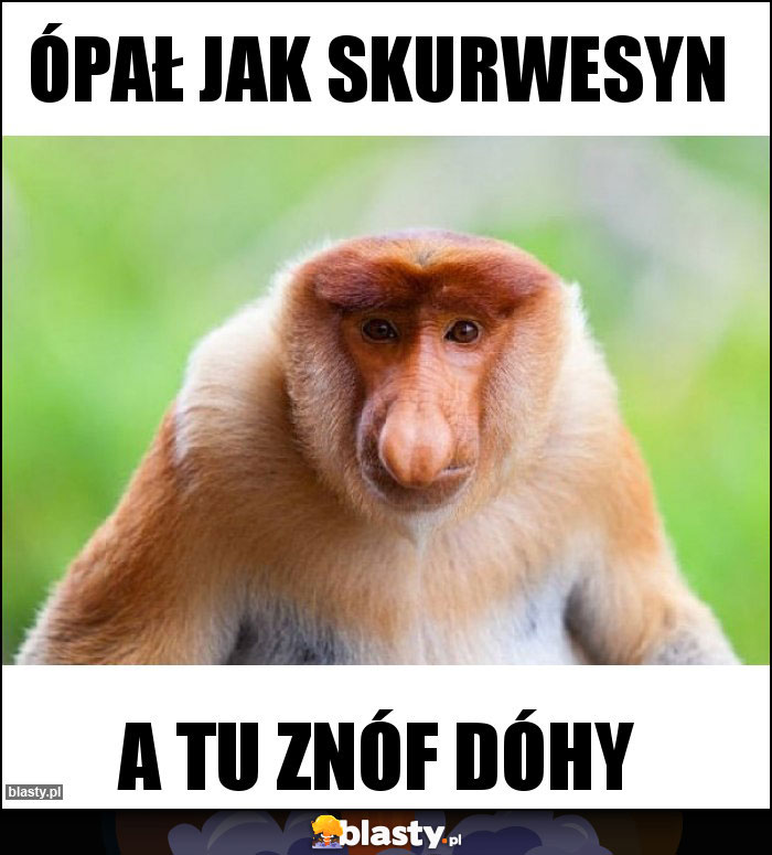 ópał jak skurwesyn