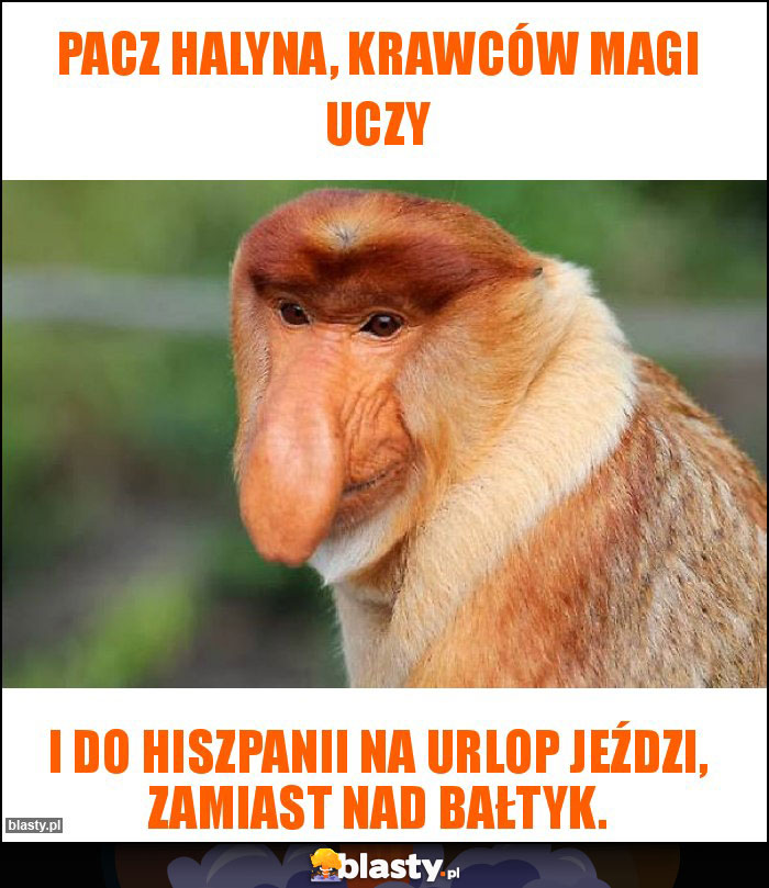 Pacz Halyna, krawców magi uczy