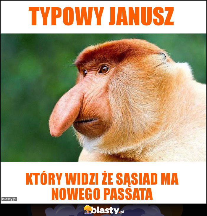 typowy janusz