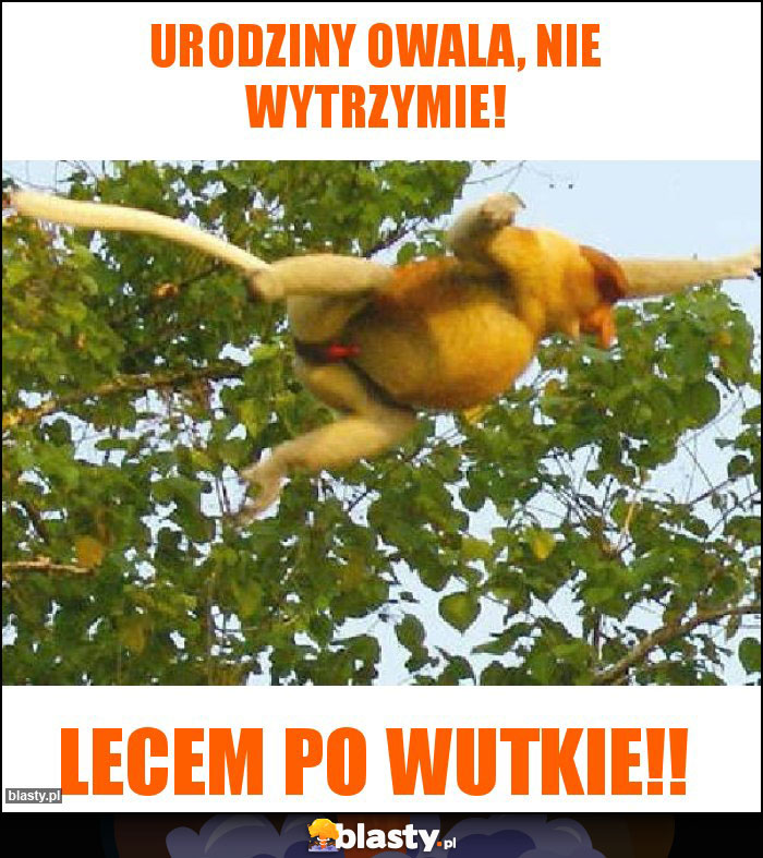 Urodziny Owala, nie wytrzymie!