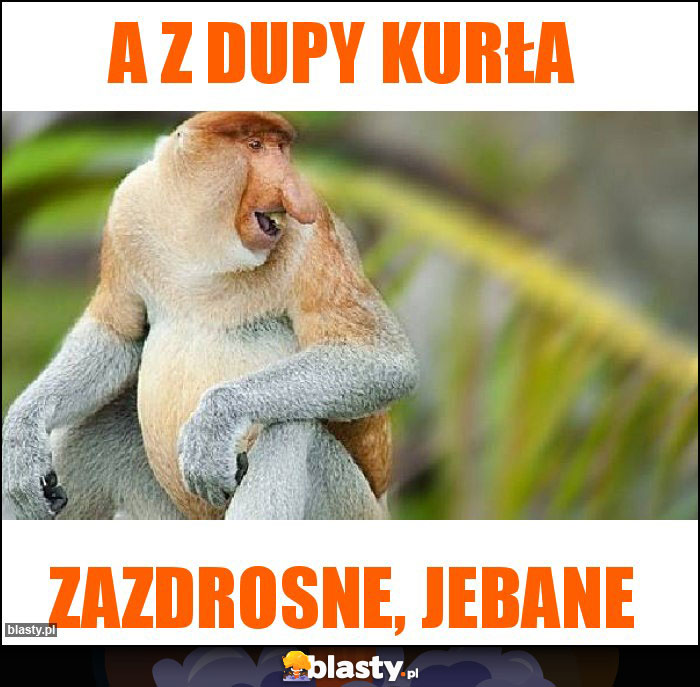 A z dupy kurła