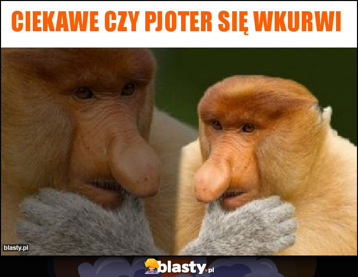 Ciekawe czy pjoter się wkurwi