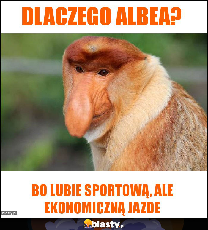 Dlaczego Albea?