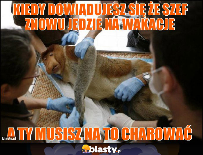 Kiedy dowiadujesz się że szef znowu jedzie na wakacje