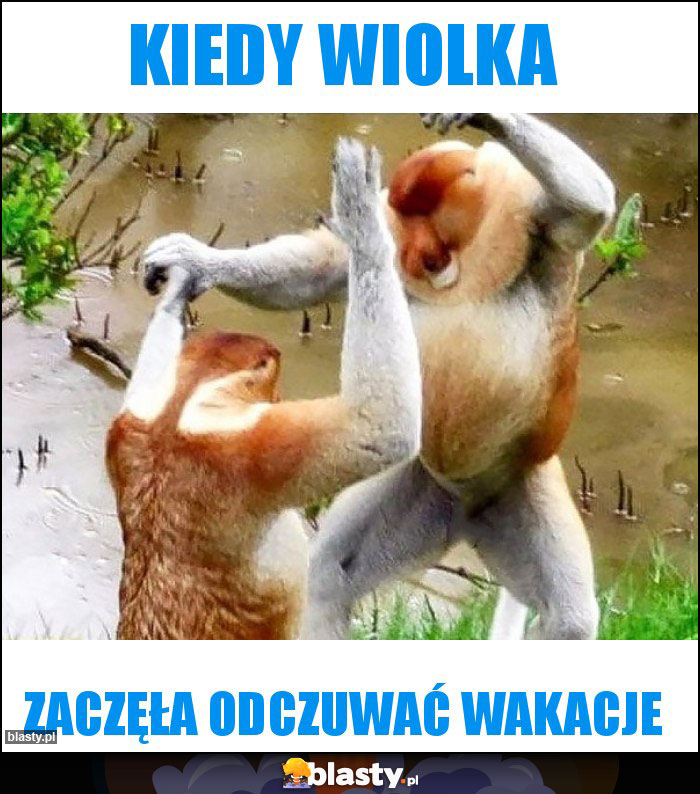 Kiedy Wiolka