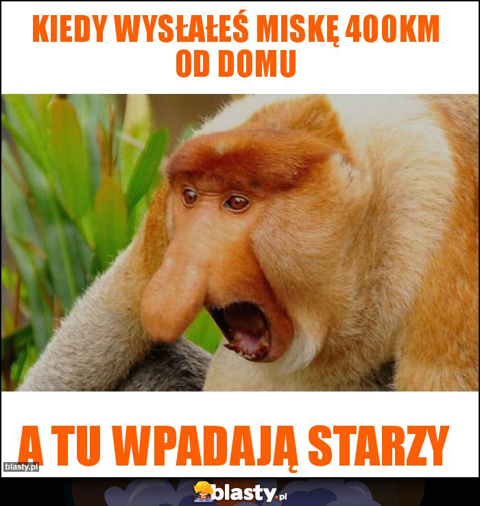 Kiedy wysłałeś Miskę 400km od domu