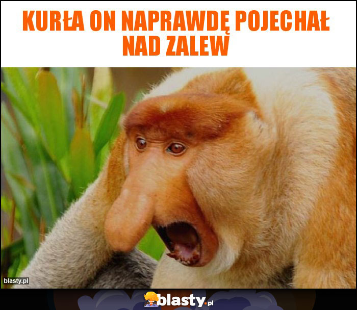 Kurła on naprawdę pojechał nad zalew