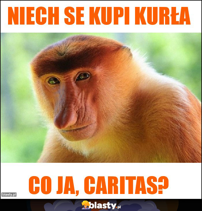 Niech se kupi kurła