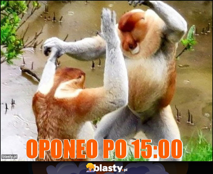 OPONEO PO 15:00