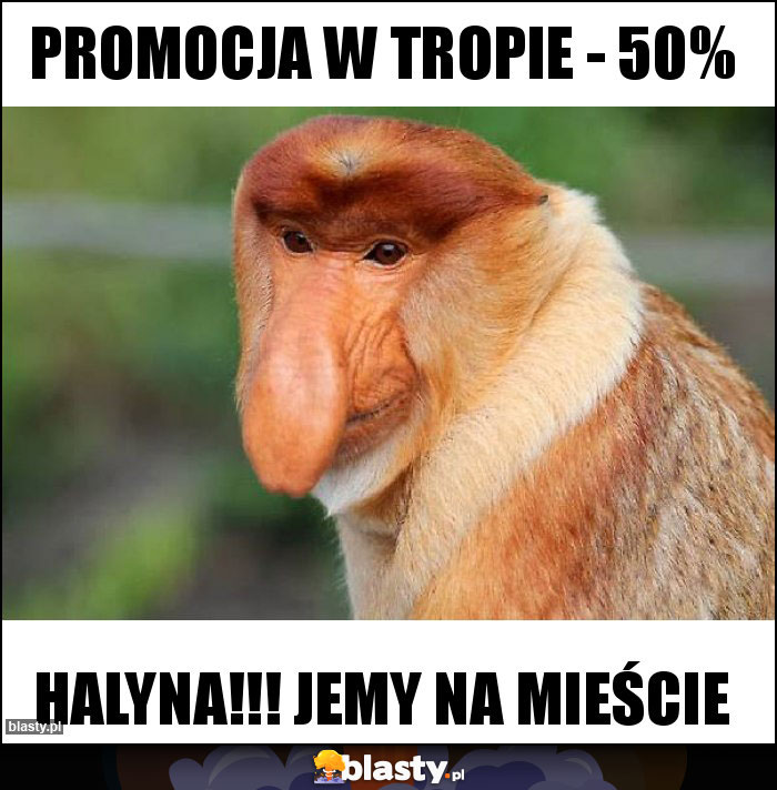 Promocja w tropie - 50%