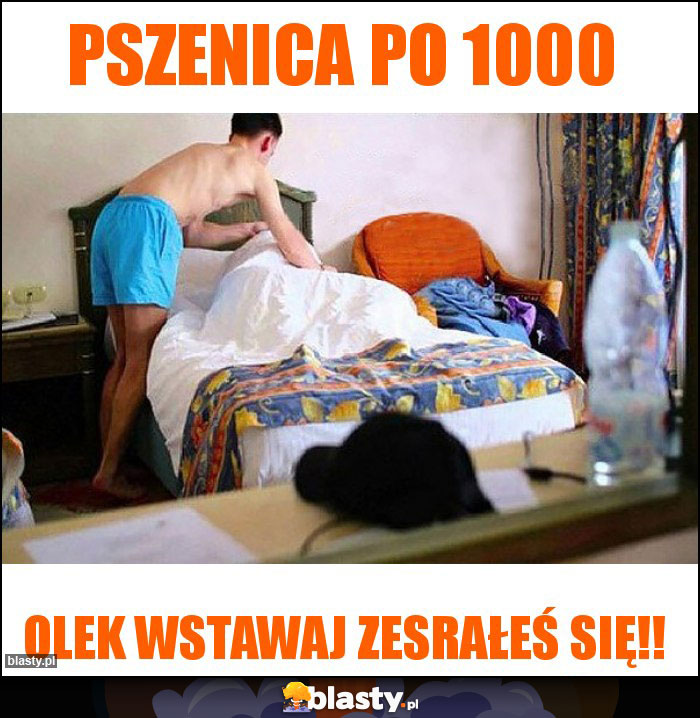 Pszenica po 1000