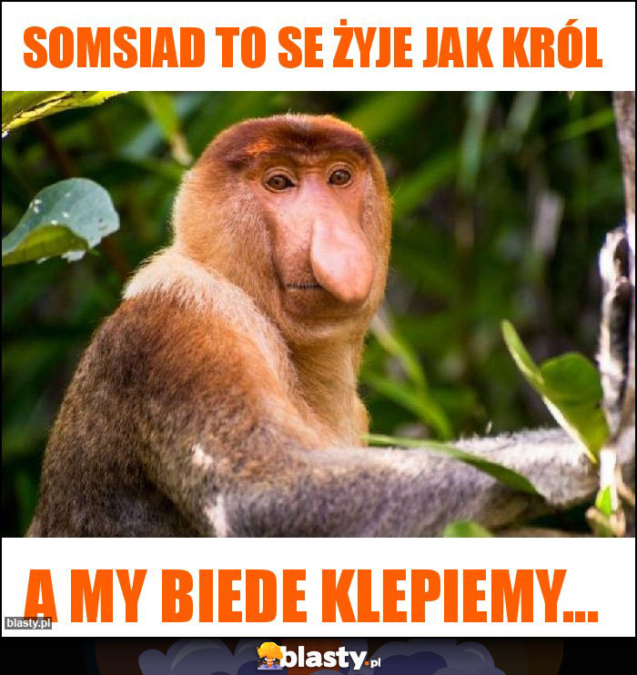 Somsiad to se żyje jak król