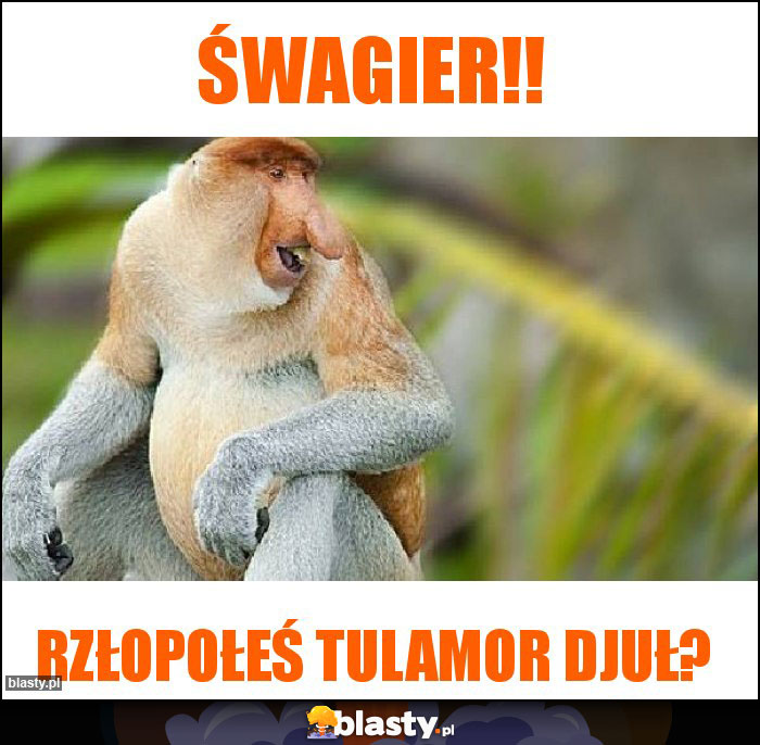 ŚWAGIER!!