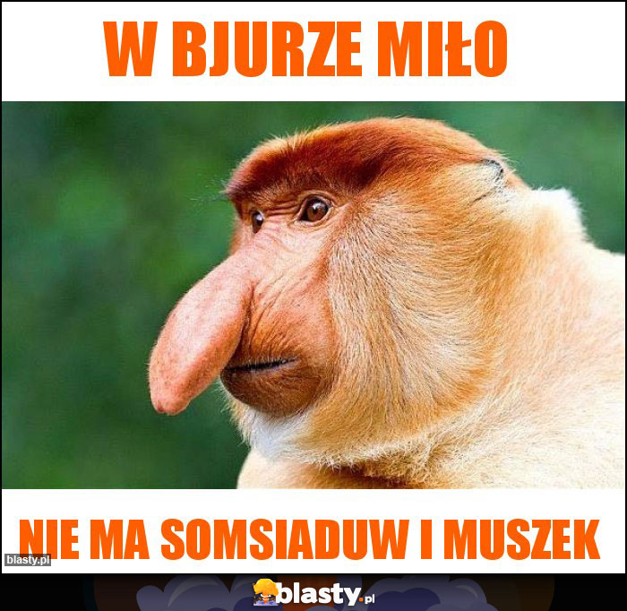 w bjurze miło