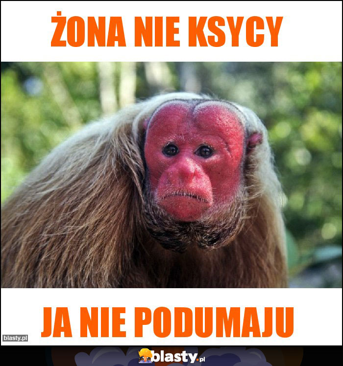 Żona nie ksycy