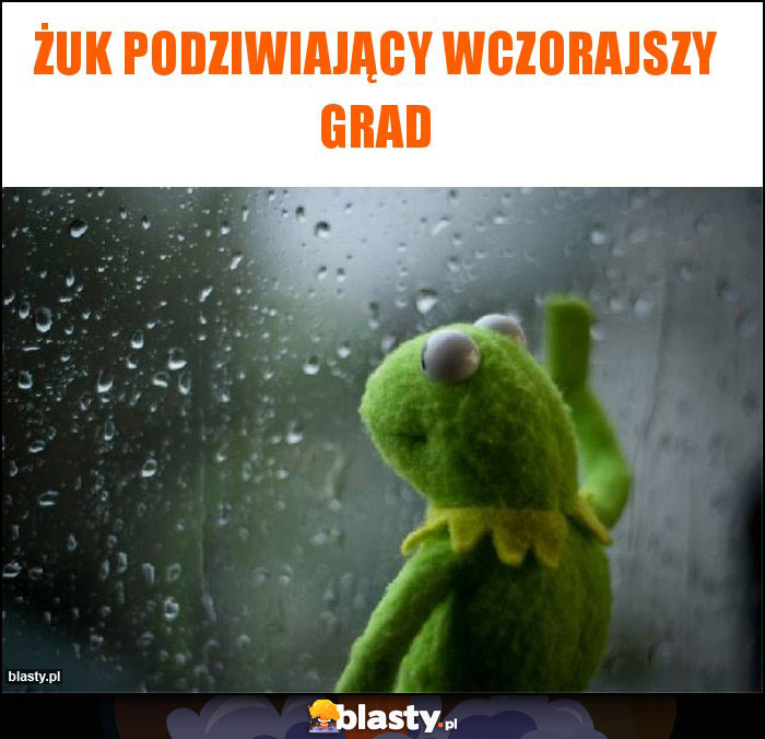 Żuk podziwiający wczorajszy grad