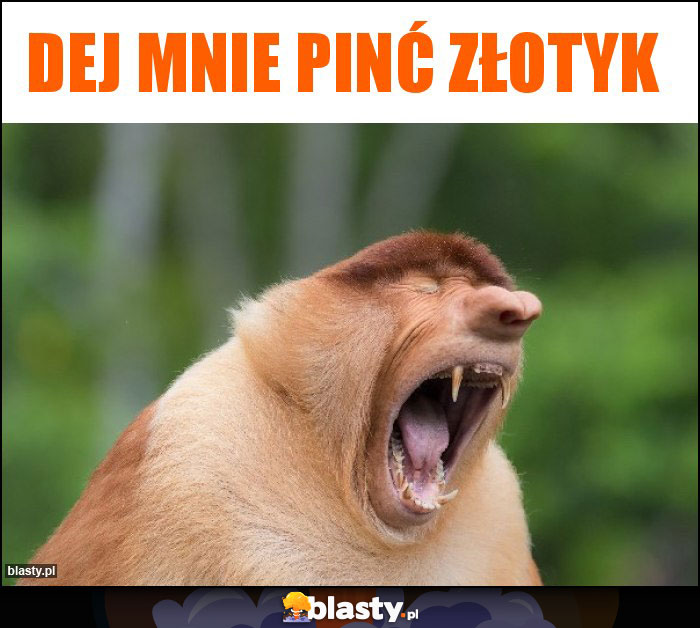 Dej mnie pinć złotyk