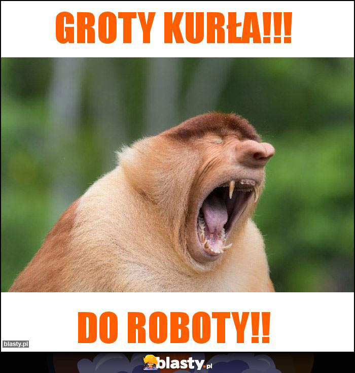 GROTY KURŁA!!!