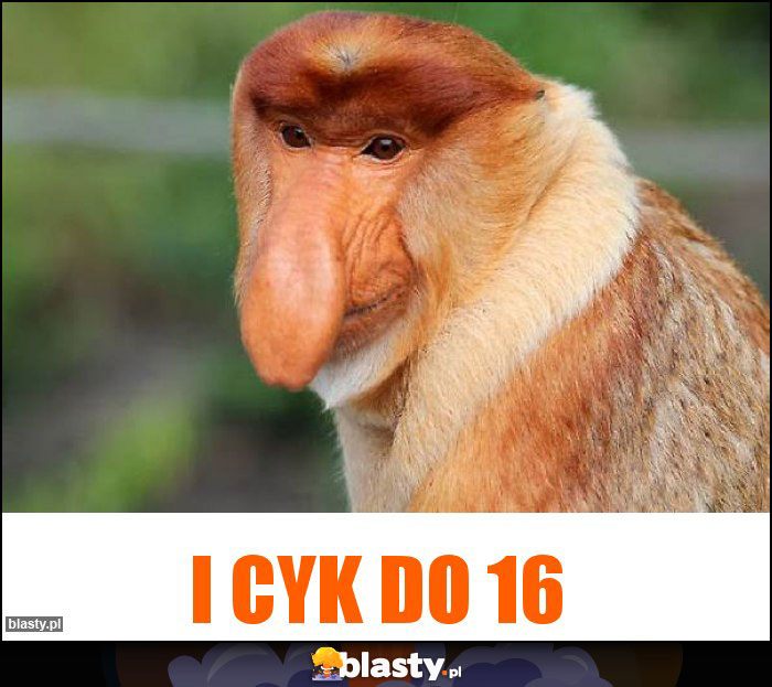 I Cyk do 16