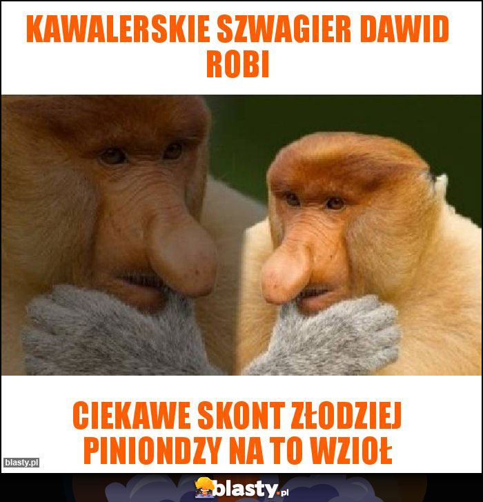 Kawalerskie Szwagier dawid robi