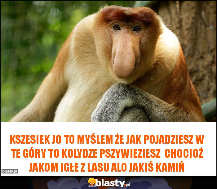 Kszesiek jo to myślem że jak pojadziesz w te góry to kolydze pszywieziesz  chocioż jakom igłe z lasu alo jakiś kamiń