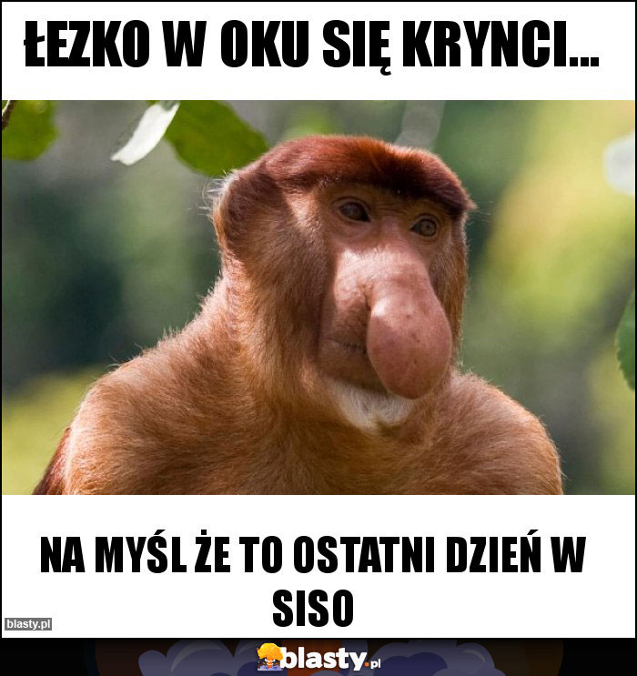 łezko w oku się krynci...