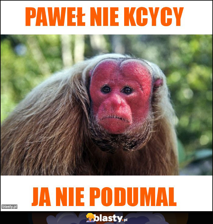 Paweł nie kcycy