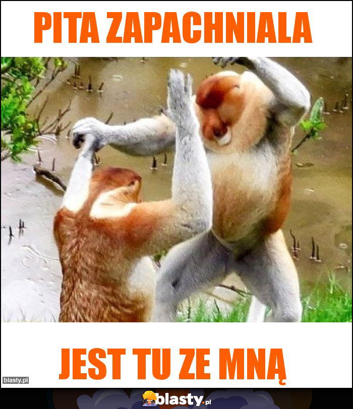 Pita zapachniala