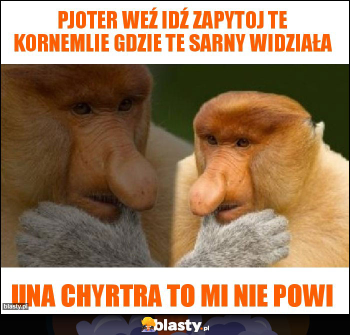 Pjoter weź idź zapytoj te kornemlie gdzie te sarny widziała