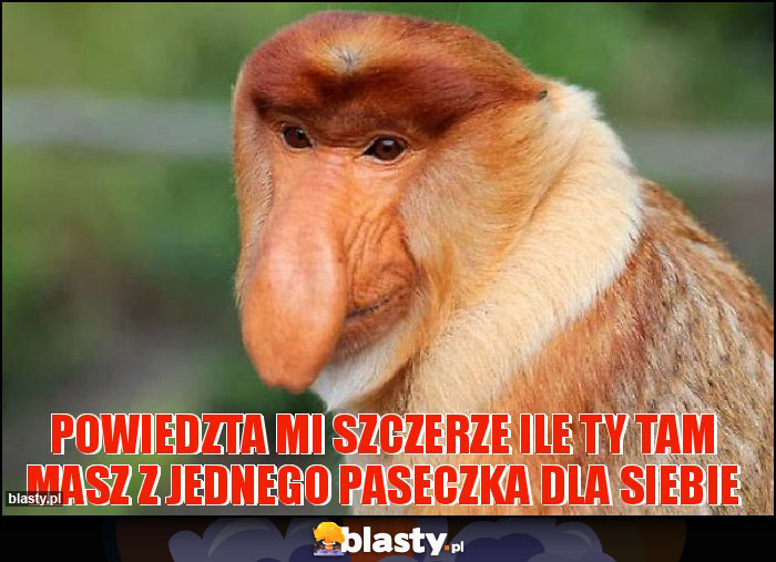 Powiedzta mi szczerze ile ty tam masz z jednego paseczka dla siebie