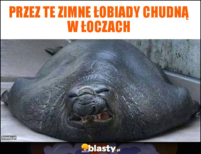 Przez te zimne łobiady chudną w łoczach