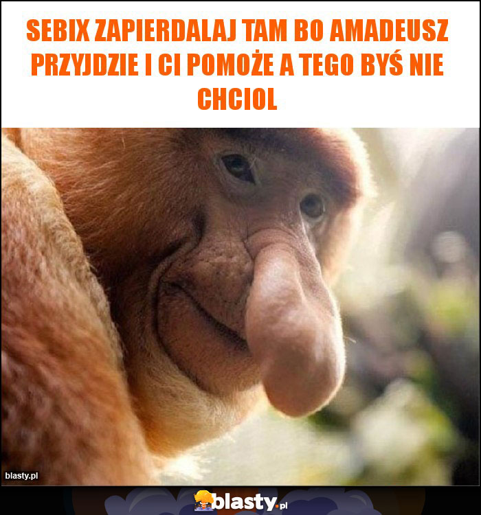 Sebix zapierdalaj tam bo Amadeusz przyjdzie I ci pomoże A tego byś nie chciol