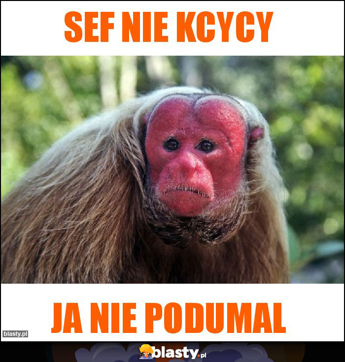 Sef nie kcycy