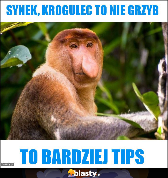 Synek, krogulec to nie grzyb