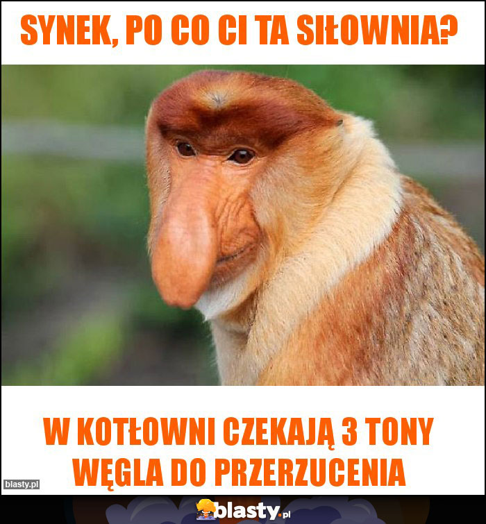 Synek, po co ci ta siłownia?