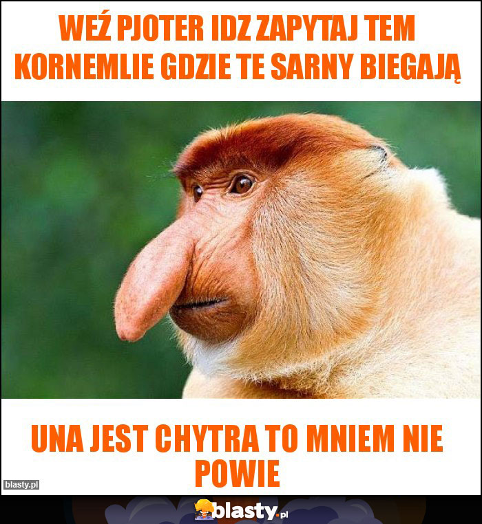 Weź pjoter idz zapytaj tem kornemlie gdzie te sarny biegają