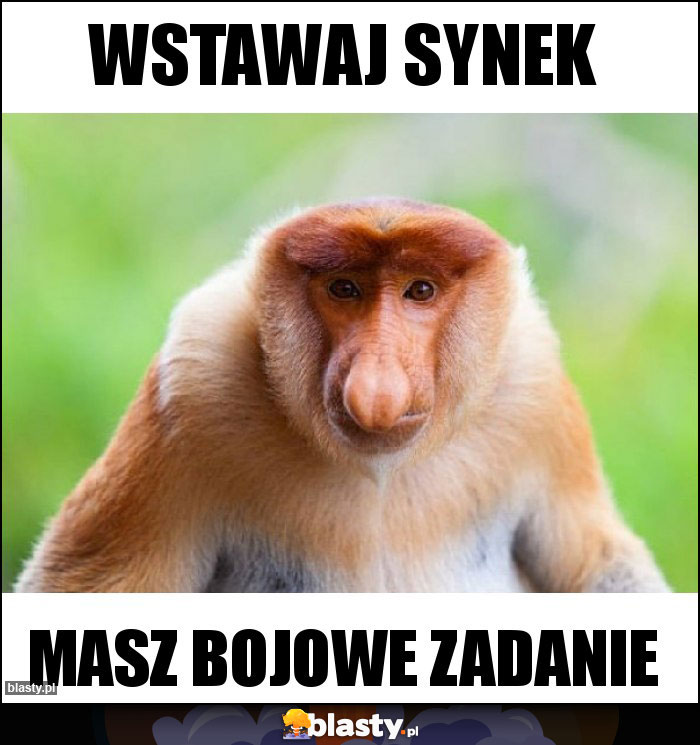 wstawaj synek